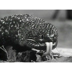 The Giant Gila Monster (1959) Sci-Fi Horror DVD Collector Edition